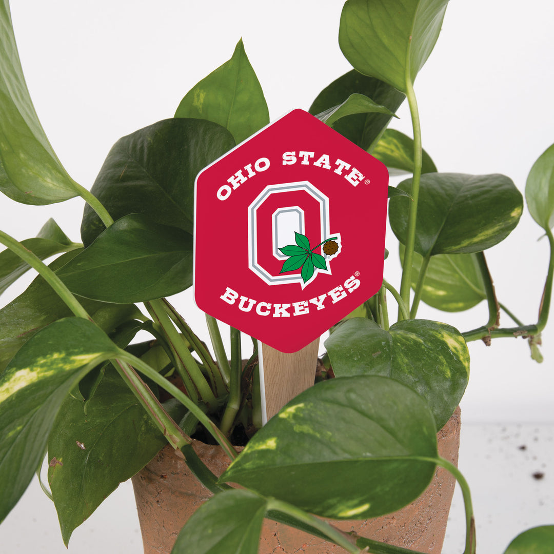 Ohio State Buckeyes Plant Pal