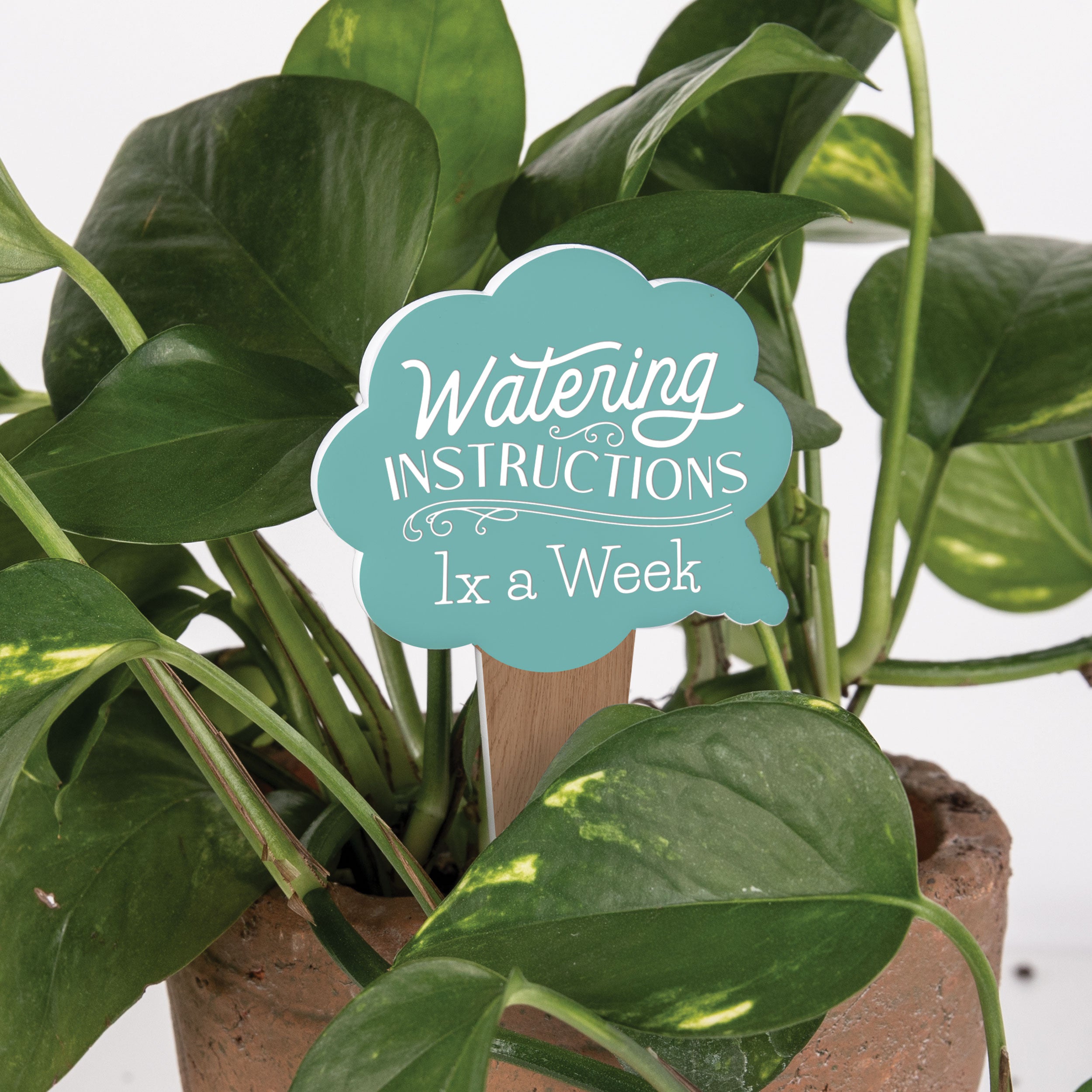 Personalized Word Bubble Plant Pal